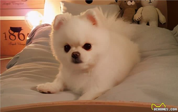 如何梳理博美的毛发?喂养的时候有哪些禁忌?这些东西不能吃