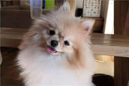 如何梳理博美的毛发?喂养的时候有哪些禁忌?这些东西不能吃