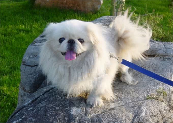 京巴犬忠诚吗?它们喜欢黏人吗?养过的人为你总结答案