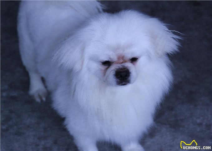 京巴犬忠诚吗?它们喜欢黏人吗?养过的人为你总结答案