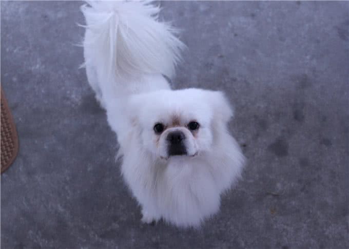 京巴犬忠诚吗?它们喜欢黏人吗?养过的人为你总结答案