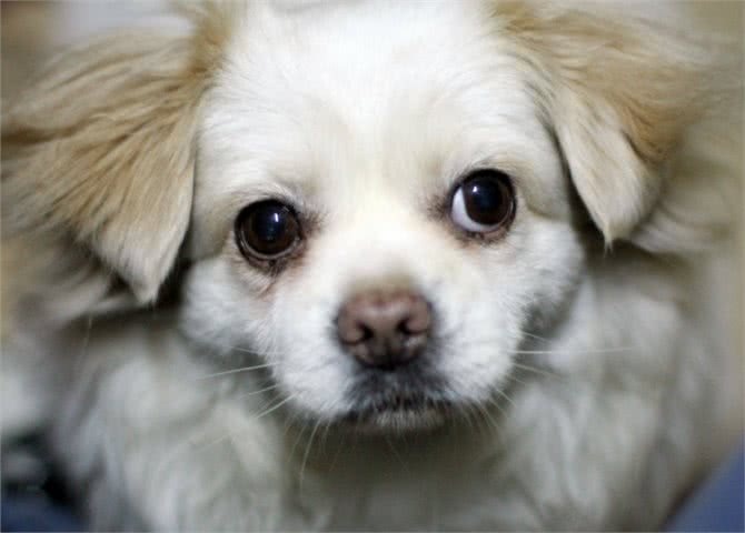 京巴犬忠诚吗?它们喜欢黏人吗?养过的人为你总结答案