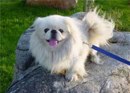 京巴犬忠诚吗?它们喜欢黏人吗?养过的人为你总结答案