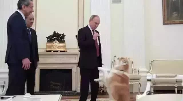 秋田犬很有名的，你不来了解一下?