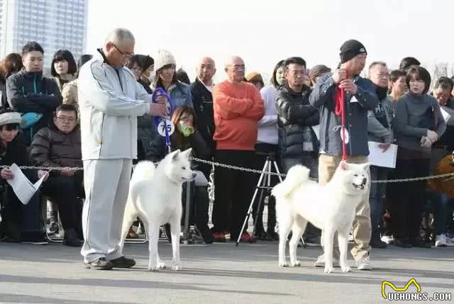 秋田犬很有名的，你不来了解一下?