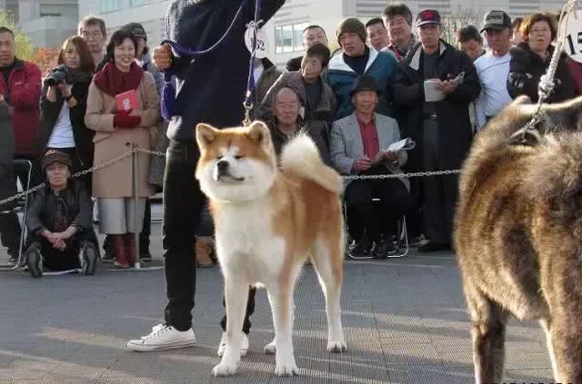 秋田犬很有名的，你不来了解一下?