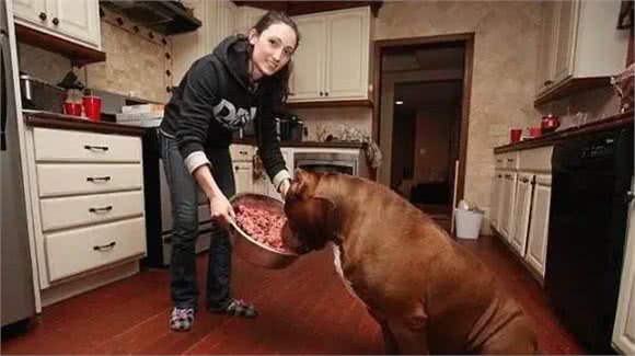 养了一条超重的比特犬，让它照顾婴儿，饭量太大养不起
