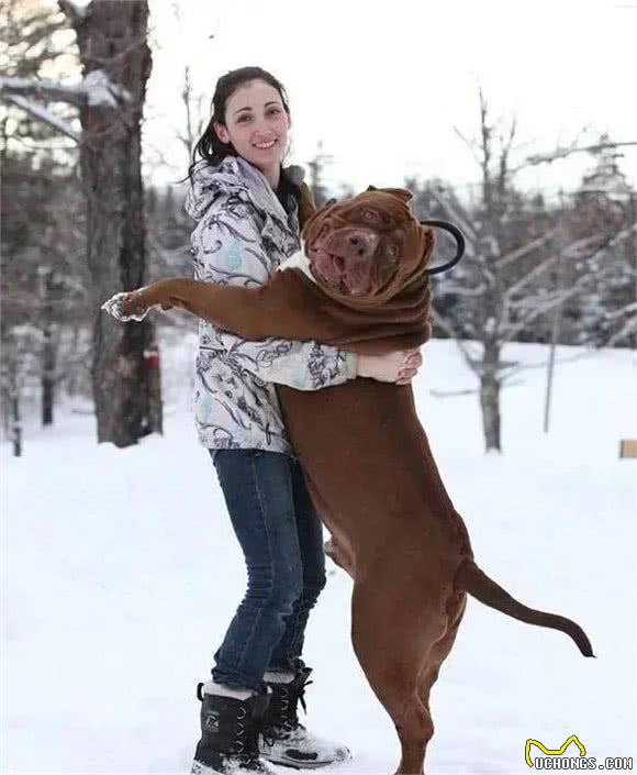 养了一条超重的比特犬，让它照顾婴儿，饭量太大养不起