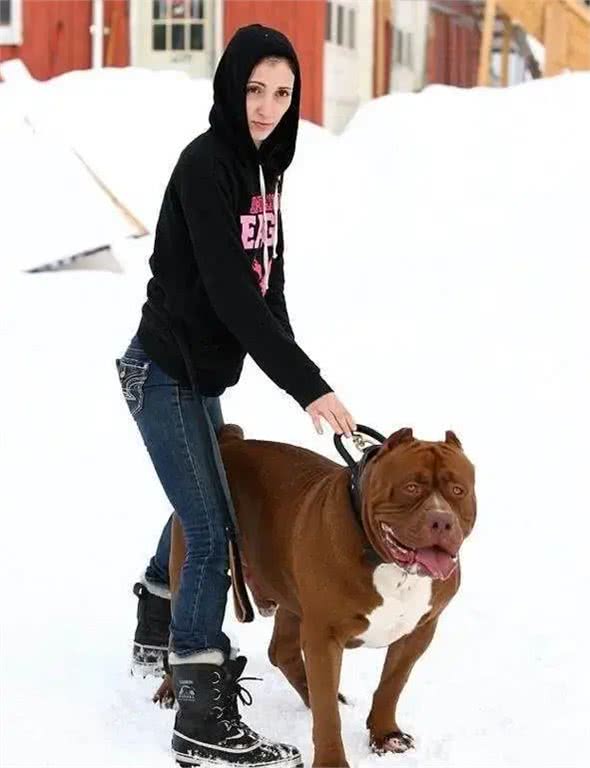 养了一条超重的比特犬，让它照顾婴儿，饭量太大养不起