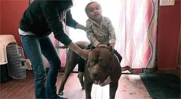 养了一条超重的比特犬，让它照顾婴儿，饭量太大养不起