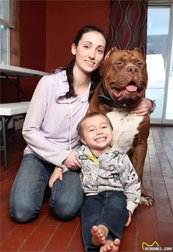 养了一条超重的比特犬，让它照顾婴儿，饭量太大养不起