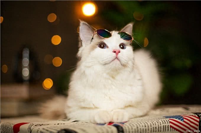 猫发烧表现为何症状?如何治疗呢?