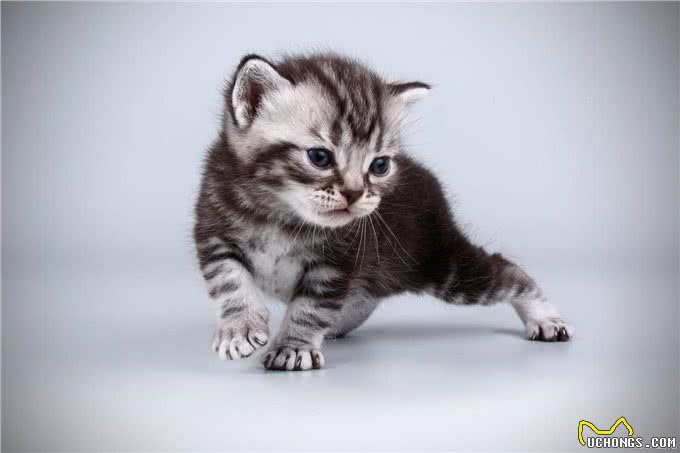 猫发烧表现为何症状?如何治疗呢?