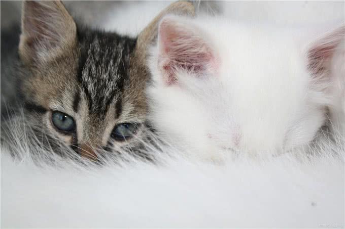 猫发烧表现为何症状?如何治疗呢?