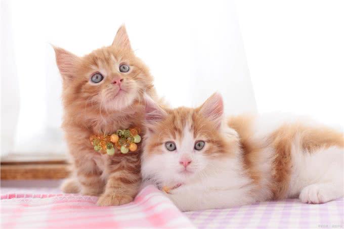 猫发烧表现为何症状?如何治疗呢?