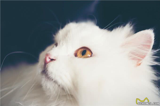 猫发烧表现为何症状?如何治疗呢?