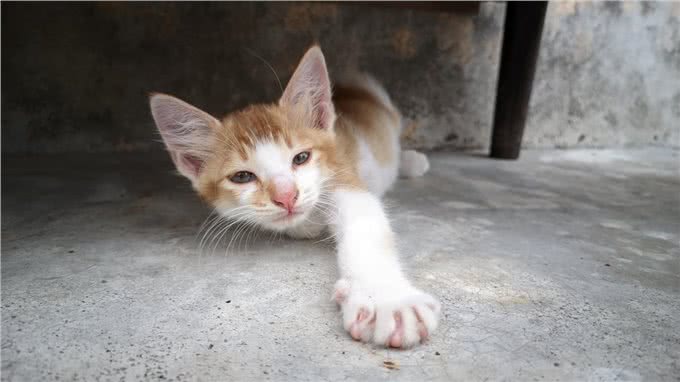 猫发烧表现为何症状?如何治疗呢?