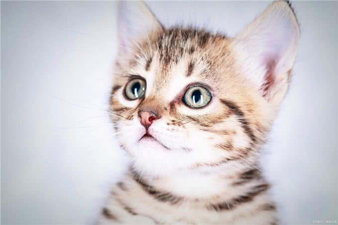 猫发烧表现为何症状?如何治疗呢?