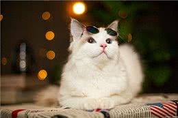 猫发烧表现为何症状?如何治疗呢?