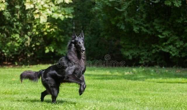 「东德牧羊犬」东德幼犬挑选口诀，东德牧羊犬怎么养?