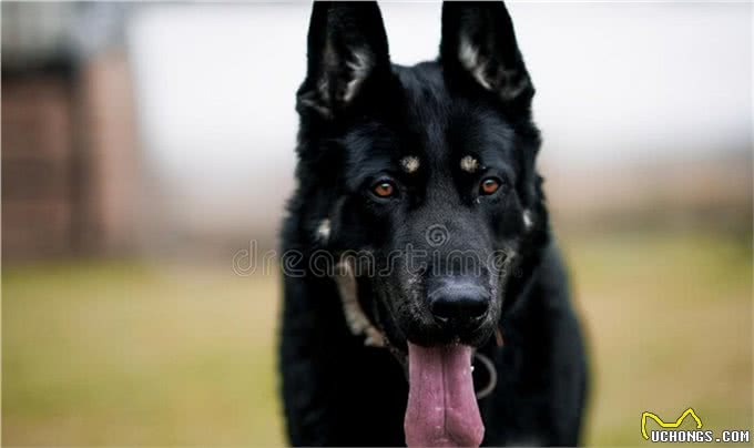 「东德牧羊犬」东德幼犬挑选口诀，东德牧羊犬怎么养?