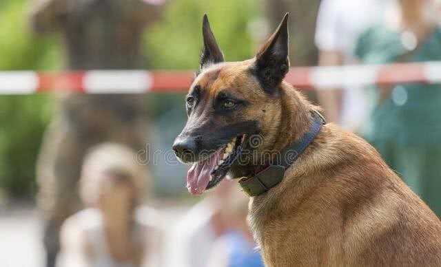 「东德牧羊犬」东德幼犬挑选口诀，东德牧羊犬怎么养?