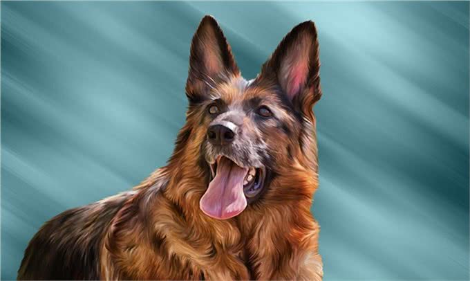 「东德牧羊犬」东德幼犬挑选口诀，东德牧羊犬怎么养?
