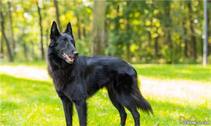 「东德牧羊犬」东德幼犬挑选口诀，东德牧羊犬怎么养?