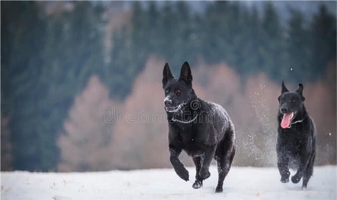 「东德牧羊犬」东德幼犬挑选口诀，东德牧羊犬怎么养?