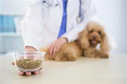 投喂狗狗别只知道狗粮，这些辅食，价格低营养高
