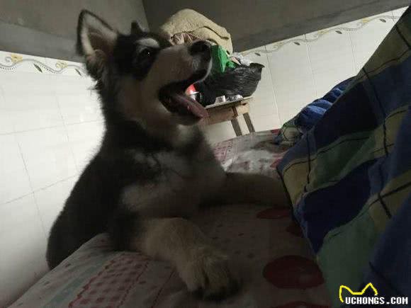 850元买了只阿拉斯加,1350元为其治疗犬瘟,只因不忍放弃
