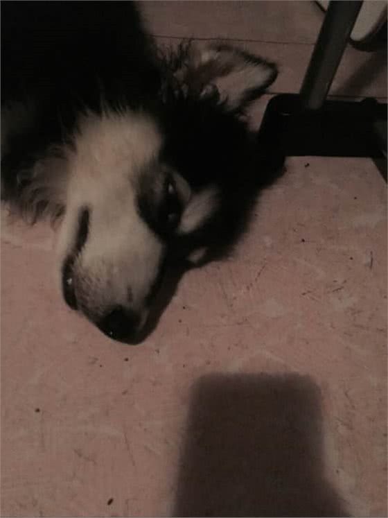 850元买了只阿拉斯加,1350元为其治疗犬瘟,只因不忍放弃