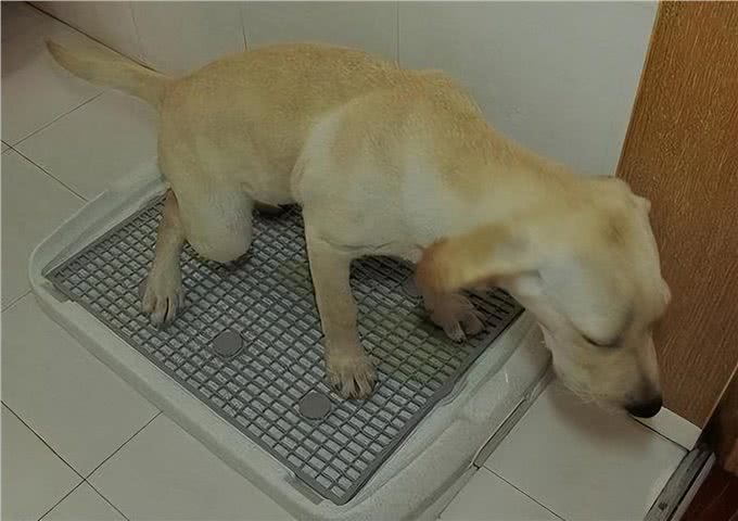 只闻粑粑臭，不见粑粑影，为什么狗狗喜欢把粪便藏起来?