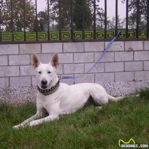 最珍贵纯白色德国牧羊犬,一条价值40万欧元