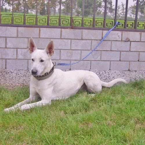 最珍贵纯白色德国牧羊犬,一条价值40万欧元