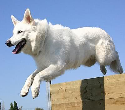 最珍贵纯白色德国牧羊犬,一条价值40万欧元