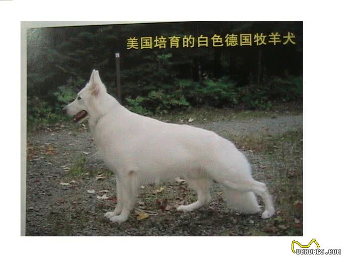 最珍贵纯白色德国牧羊犬,一条价值40万欧元