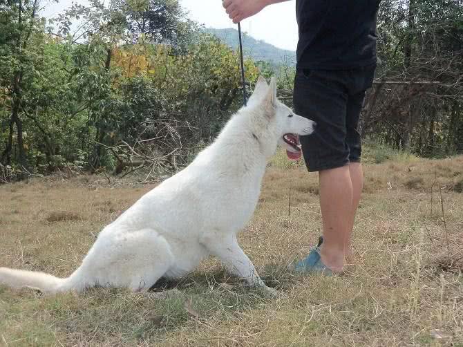 最珍贵纯白色德国牧羊犬,一条价值40万欧元