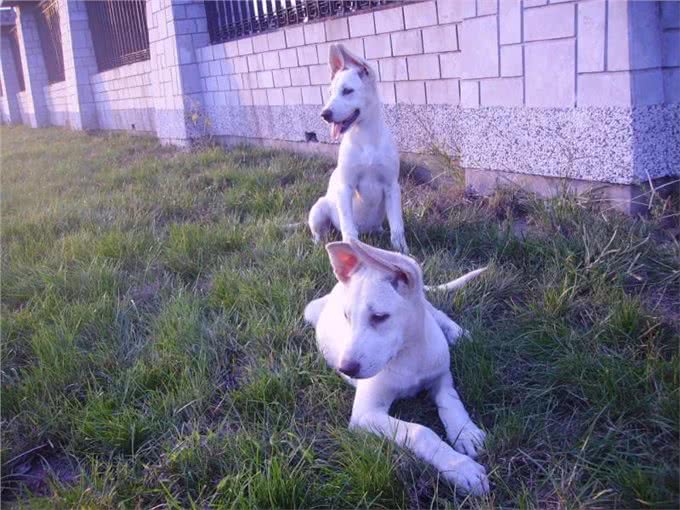 最珍贵纯白色德国牧羊犬，一条价值40万欧元