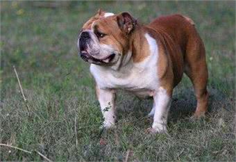 英国斗牛犬详解,做不到这些就别苦了陪你受苦的狗狗