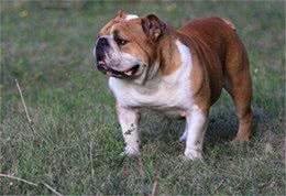 英国斗牛犬详解，做不到这些就别苦了陪你受苦的狗狗