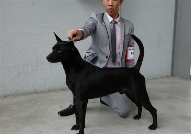 在寒冷的冬天，需要给小狗做好保暖工作吗?这是有必要的