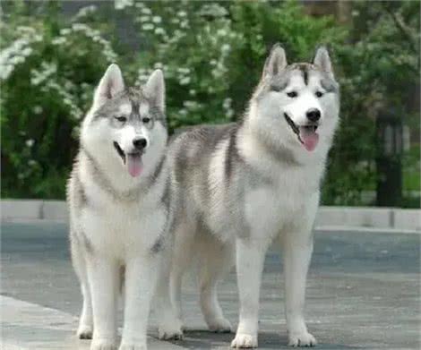 狼的后裔西伯利亚雪橇犬哈士奇