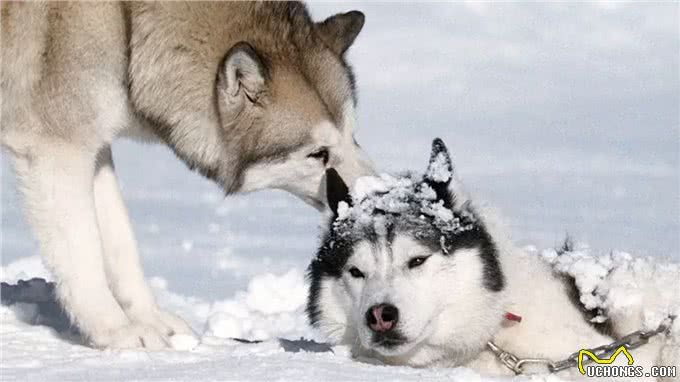 狼的后裔西伯利亚雪橇犬哈士奇