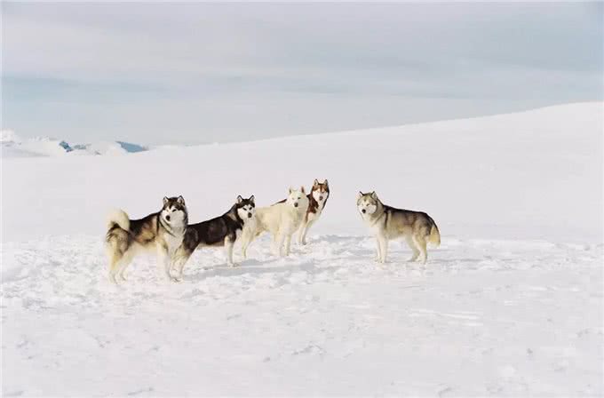 狼的后裔西伯利亚雪橇犬哈士奇