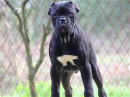 卡斯罗犬饲养注意事项，怎样训练卡斯罗幼犬