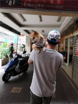 柴犬肝癌去世，主人一年后领养新的狗狗，却发现两者有相同印记