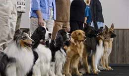 教您设计训犬课，在家也能轻松让狗狗学指令