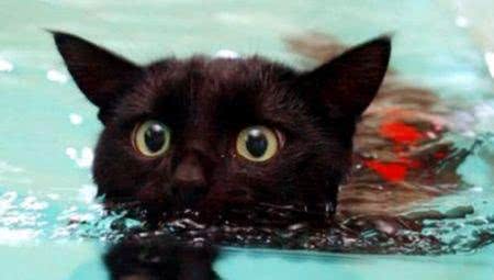 猫究竟怕不怕水?