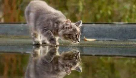 猫究竟怕不怕水?